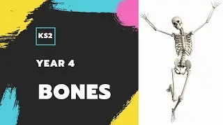 Bones and the Skeleton | Year 4 | Key Stage 2 | Science for Kids