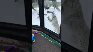 6 Year Old Playing Dead with Lynx