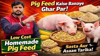 Pig Feed Kaise Banaye Ghar Par | Low Cost Homemade Pig Feed | Pig Farming Hindi