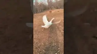 Geese flying