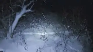 Night Time Winter Walk in the Woods