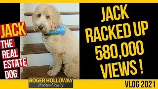 Jack the Real Estate Dog Racked Up 580,000 Views with #shorts!