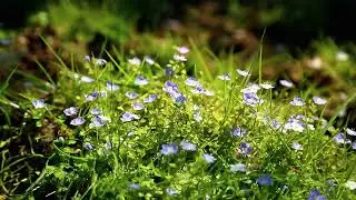 Little purple flowers in the green grass.