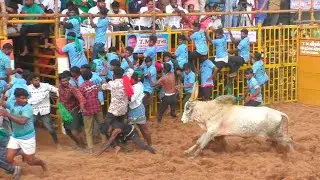 😈.kumarapalayam Jallikattu 2025 video 💰 / குமாரபாளையம் ஜல்லிக்கட்டு 2025 💰 வீடியோ