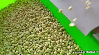 Air peanut blanching machine | Test Peanut Peeling Machine for customer | Remove red skin by air