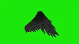 Wings Green Screen video