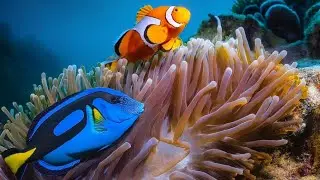 Avventure Marine: Nemo e Dory! Il Pesce Pagliaccio ed il Pesce Chirurgo! 🐟🐠 | Animali per Bambini