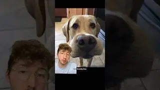 These Dogs Ate Bees