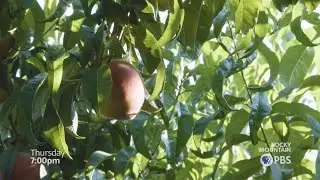 (Preview) Colorado Experience: Palisade Peaches