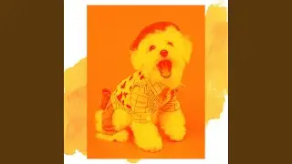 Groovy Calming Your Dog