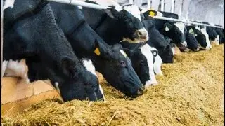 How much silage to feed a cow per day.