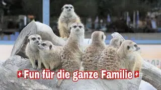 ,excursion destinations switzerland with children,ausflugsziele schweiz mit kindern#tierpark#shorts