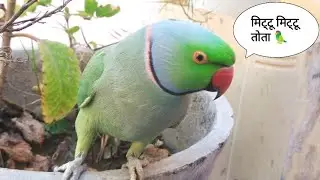 Oo Amazing Video Of Talking Parrot On Chirping Talking Parrot 🦜🤪 #mitu #parrottalking