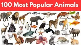 100 Most Popular Animals for Kids | Fun Facts & Cute Animal Names | Kids Learning