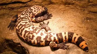 Why do Gila Monsters Store Fat in Their Tails?