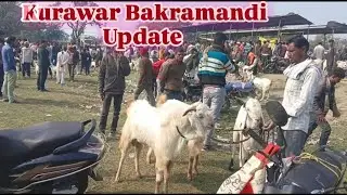 Kurawar Bakramandi Rate 