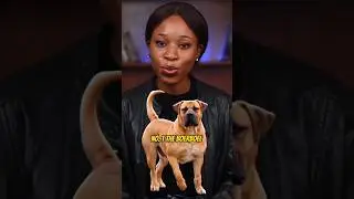 DON'T BUY THESE DOG BREEDS IF YOU DON'T HAVE MONEY #bigdogs #mastiff #canine #k9