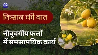 Kisan Ki Baat (किसान की बात) II नींबूवर्गीय फलों में समसामयिक कार्य