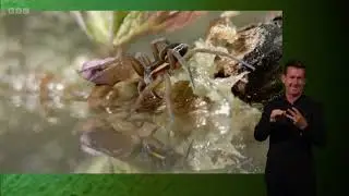 Chris Packham searching for Raft Spiders | Springwatch 2023 (signed)