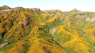 Conejo Valley Wildflower Superbloom 2023