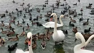 Hungry Ducks & Coots Swarm for Food | Feeding Frenzy Madness