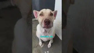 Talkative Dog #dog #dogoftheday #doglover #theo