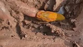 NEW MONSTER EEL FISHING COMPILATION 2021