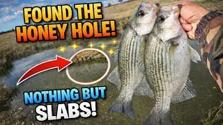 I Found the Honey Hole&hellip; NOTHING But White Bass Slabs!