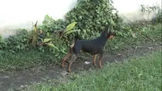 Pinscher Miniatura (Doberman Miniatura)