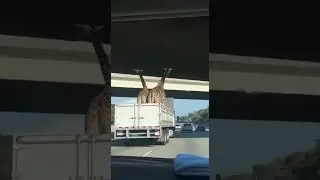 Kamyonda z&uuml;rafa taşıdılar #z&uuml;rafa #funny #yapayzeka #ai