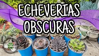 ECHEVERIAS OBSCURAS - TIPS Y CUIDADOS