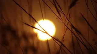 Wild Grass Sunrise Time Lapse