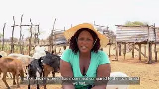 Empowering Small-Scale Goat Herders in Zimbabwe: The Story of Precocious
