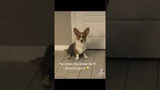 My corgi like my boxer and he got it :D