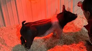 No more buying!! Show pigs are in the barn!