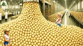 How Millions Tons of Macadamia Nuts Are Processed  &ndash; Amazing Macadamia Nut for Fresh & Oil