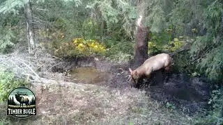 Bull elk wallowing