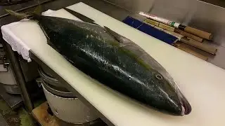 Filleting Giant Amberjack To Sashimi - Amazing Skills