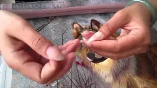KingSilkArt.com-- Stitching Process  Step 2, Separate Silk Threads