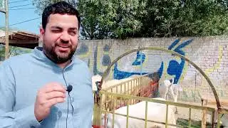 Goat Farming Profitable Business Idea In Pakistan 2022 YouTube &middot; Sada Sohna Des Punjab