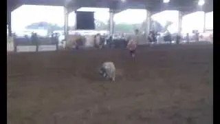 Tejas Rodeo sheep ride :)