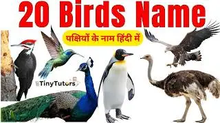 20 Birds Name in Hindi & English 🐦 | Kids Learning Video | पक्षियों के नाम बच्चों के लिए
