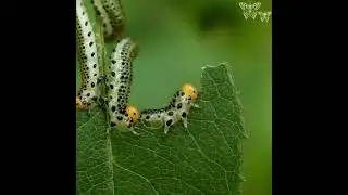 Caterpillar damage... Video