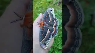 Robin Moth / Hyalophora cecropia