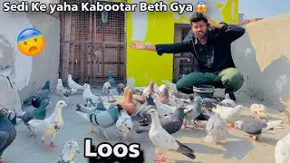 सेदी के याहा 1 कबूतर बेठ गया | Sedi Ke Ghar Hamara 1 Kabootar Beth Gya 😱