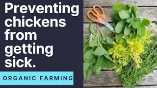 Phyto-immune Booster for chicken