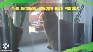 The Original Window Bird Feeder - New