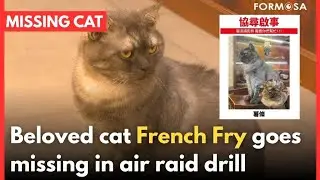 Celebrity cat French Fry goes missing after air raid drills｜Taiwan News