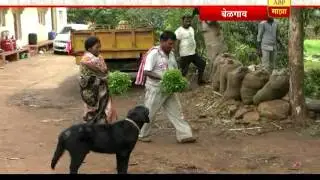 712 : सातबाराच्या बातम्या : बेळगाव : दीड ते दोन कोटींची कोथिंबीर विकणारं गाव!