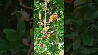 Beautiful dangling flowers on the highway near Nagpur jungles